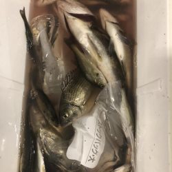 同僚とヘチ釣り