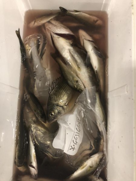 同僚とヘチ釣り