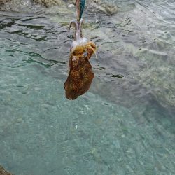 エギング釣行その26