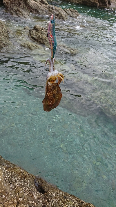 エギング釣行その26