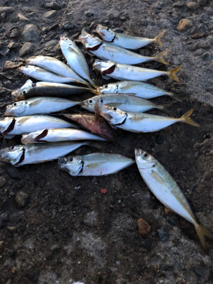 高砂港にもアジが来た
