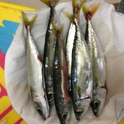 夕暮れの鯖とサッパ