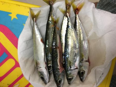 夕暮れの鯖とサッパ