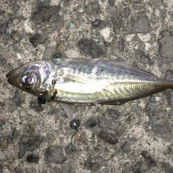 癒しのアジング!