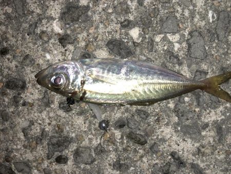 癒しのアジング!