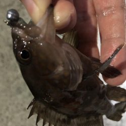 マゴバチでチビハタ、チビクエゲーム!!