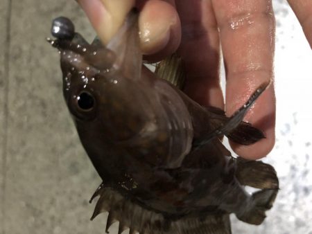 マゴバチでチビハタ、チビクエゲーム!!