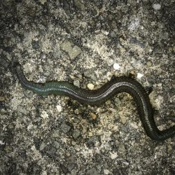 やっと豆アジ釣れた