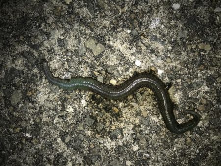 やっと豆アジ釣れた