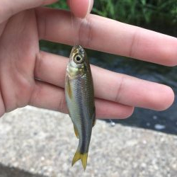 ええのん釣れた