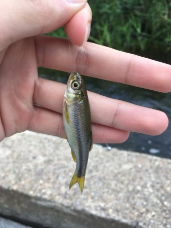 ええのん釣れた