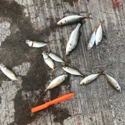 アジサイズのセイゴだらけ