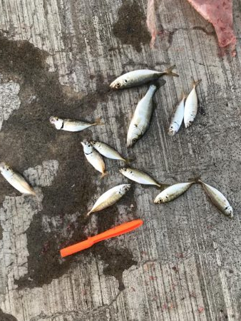 アジサイズのセイゴだらけ