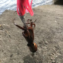 エギとタコジク合体してみた