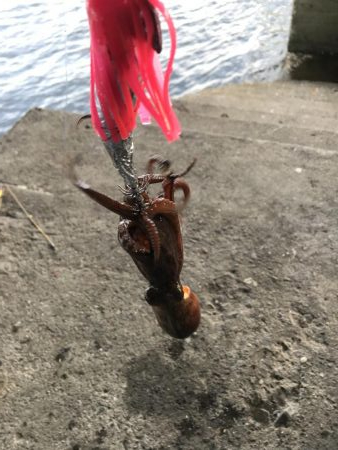 エギとタコジク合体してみた