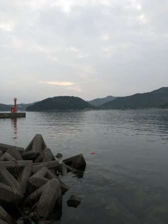 和歌山夏イカ！