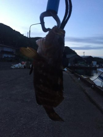 豆アジ、アコウ