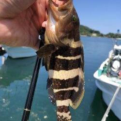 チニング、ライトゲーム