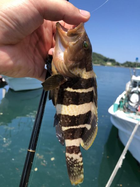 チニング、ライトゲーム