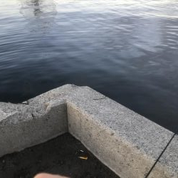 久しぶりのシーバス