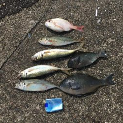 マダイがダメならグレを