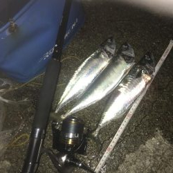 今日もサバ、サバ、サバ⁈