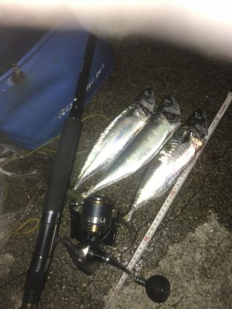 今日もサバ、サバ、サバ⁈