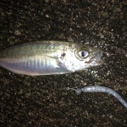 今宵も豆アジング！