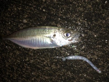 今宵も豆アジング！