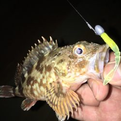 今シーズン初イカ