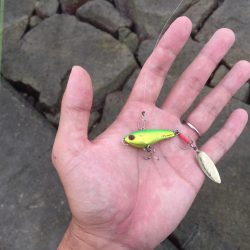 高梁川 シーバス