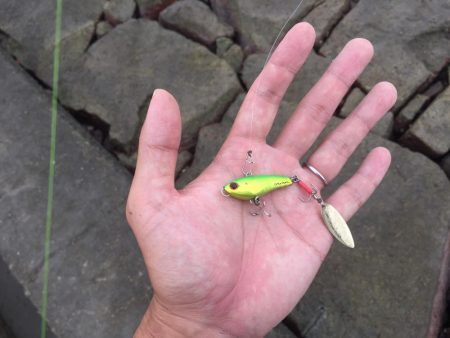 高梁川 シーバス