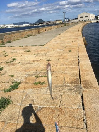 五目釣りエソ高活性笑