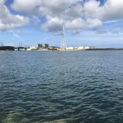 コロッケサイズのアオリイカ^_^