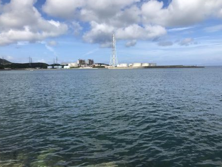 コロッケサイズのアオリイカ^_^