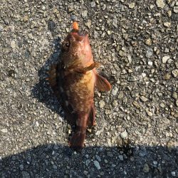 激アツ真夏のガシリング！