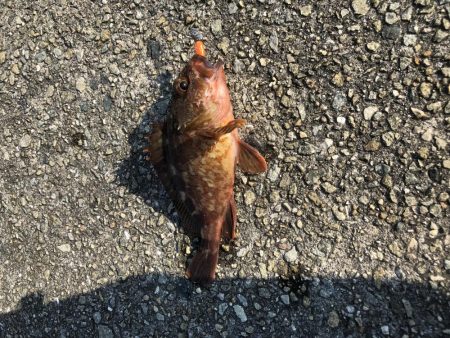 激アツ真夏のガシリング！