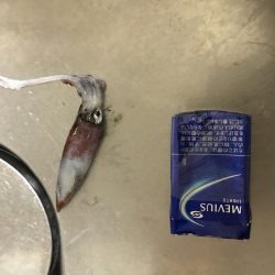 ケンサキがしぶすぎる