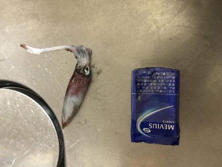 ケンサキがしぶすぎる