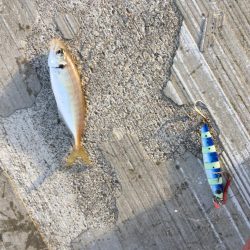 タチウオ開幕戦！とLSJで五目釣り！