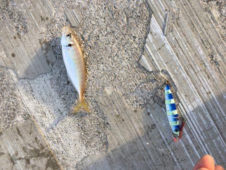 タチウオ開幕戦！とLSJで五目釣り！