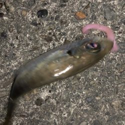 マゴバチで癒しのアジング釣行