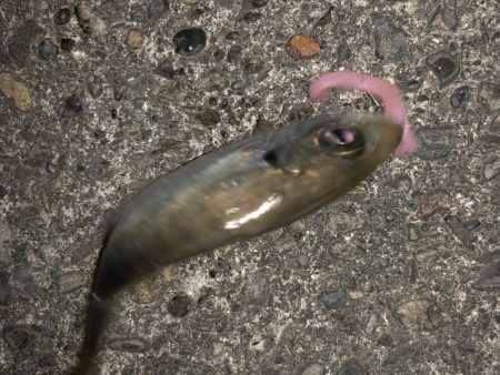 マゴバチで癒しのアジング釣行