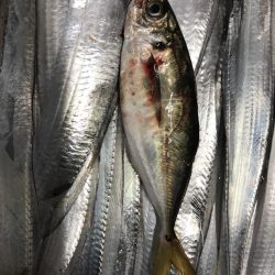 タチウオ小さい！