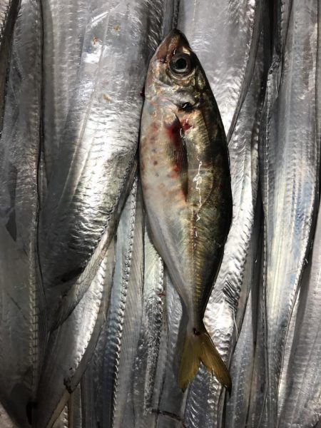 タチウオ小さい！