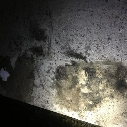 出張先でエギング