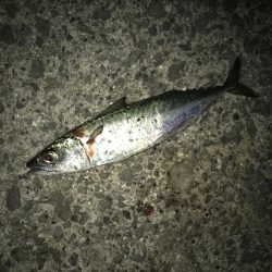 やっとタチウオ