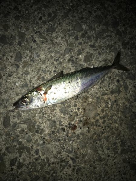 やっとタチウオ