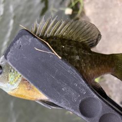 夏休み最後にバス釣り！