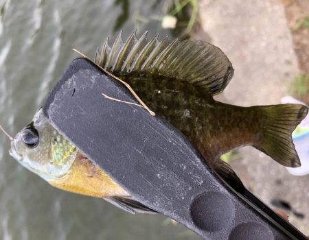 夏休み最後にバス釣り！